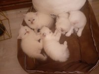 A kalite yavruların anneleri şecereli kediler rezerveye açık