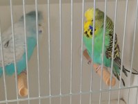 Show jumbo muhabbet kuşlar