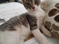 Acil yuva minik kedimize