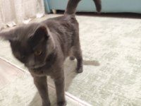 British shorthair annemiz 1 buçuk yaşında
