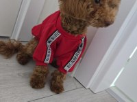Kahverengi kore toy poodle