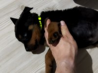 Safkan Yavru Rottweiler Acil