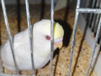 Kırmızı Göz Muhabbet Kuşu