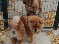 Chow cohw çin aslanı erkek dişi ve yavru