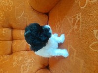 Terrier maltese yavrular
