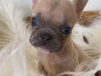 Micro boy french bulldog yavrum
