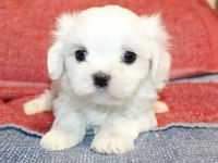 Beyaz maltipoo bebeğimiz uygun