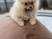 3 aylık minik pomeranian yavrumuz