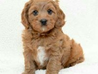 Maltipoo cinsi köpekler dişi ve erkek mevcuttur