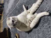 Scottish fold blue point sahiplendirilecektir