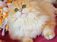 Show kalite orange british shorthair longhair