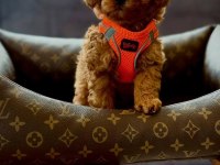 Red Toy Poodle Yavrularımız Mağazamızdan Sizlerle