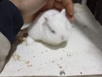 Cüce Tavşan Yavruları