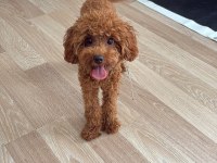 7 Aylık Dişi Teacup Poodle