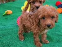 Maltipoo Yavrular Aileye Katılmaya Hazır