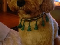 3 Yaşında Erkek Maltipoo