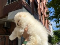 Dünyalar Tatlısı Japon Pomeranian Yavrularımız