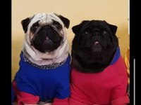 Orijinal pug mops