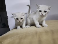 British shorthair silver point
