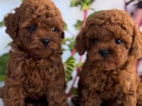 Red brown kore kan erkek poodle