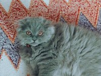 5 Aylık Scottish Fold