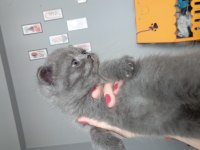 Erkek British shorthair
