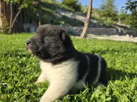 Safkan Amerikan Akita Minikler