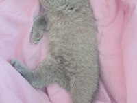 Poncik British Shorthair Prenses