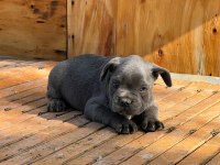 2 aylık üst kalite french bulldog bebekler