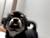 Tea Cup Mini Boy Chihuahua