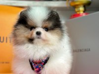 Sevimli Pomeranian Boo Yavrularımız