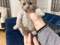 Efsane lilac british longhair yavrularımız