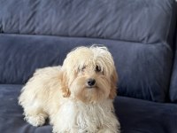 8 aylık güzel dişi maltipoo