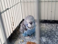 Şov jumbo yavru muhabbet kuşu