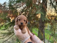 A kalite toy poodle yavrularımız