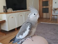 Çift Sultan papağanı