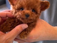 Gerçek Micro Teddy Bear Poodle Yavrularımız