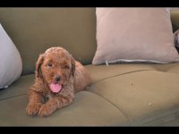 A kalite poodle ayarında maltipoo bebekler