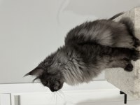 FULL ŞECERELİ BLACK SMOKE DİŞİ MAİNE COON KEDİMİZ