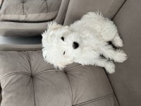3 aylık yavru orijinal maltese terrier