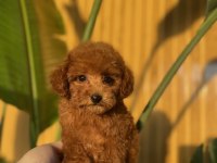 Toy Poodle Bebekler Referans Yavru