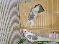 White face Jumbo boy hazır takım sultan papağanı