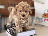 Petmode den Tea cup kore maltipoo yavrumuz