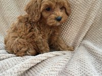 Koyu Renkli Poodle Gibi Maltipoo