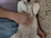 Maltese terrier kızımı sahiplendiriyorum