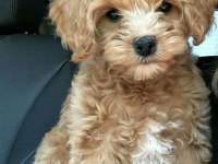 Maltipoo Yavru Acık Ve Esmer Renk Çeşitler