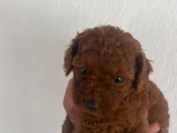 Toy poodle teacup