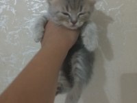 British shorthair kedileri