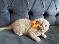 Uygun fiyatlı secereli scottish fold