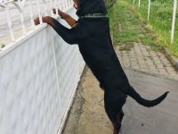 Daha iyisi yok a secereli uygun rottweiler